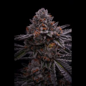 Gastro Pop | 3.5g | Hybrid | Guccizz