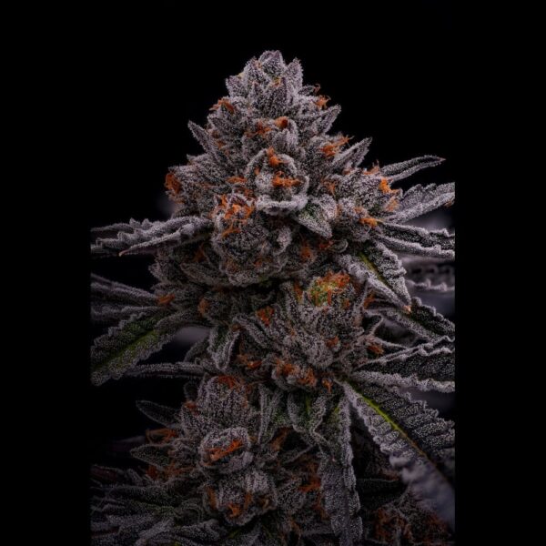 Gastro Pop | 3.5g | Hybrid | Guccizz
